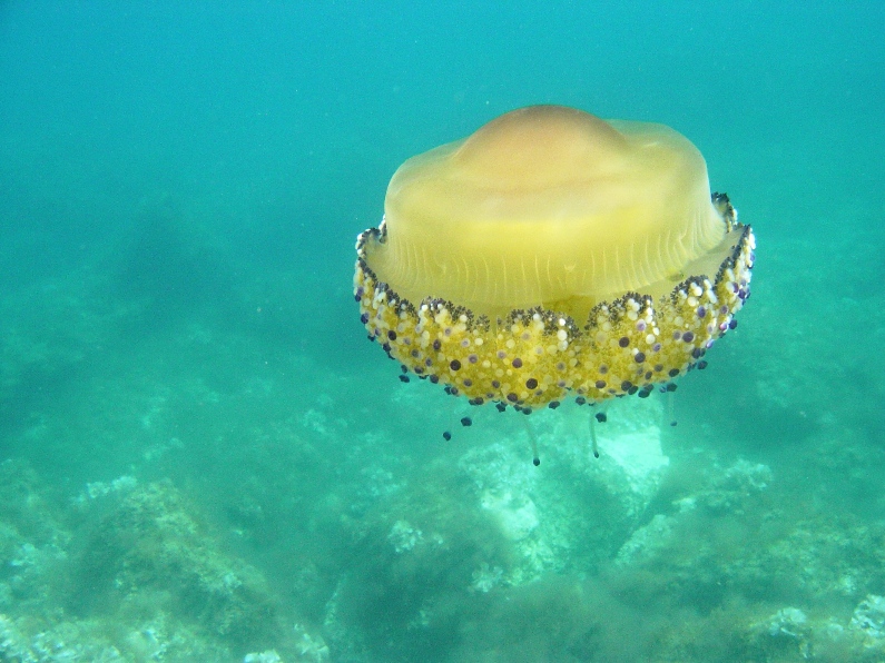 Cnidaria - Cotylorhiza tuberculata (Macri, 1778)